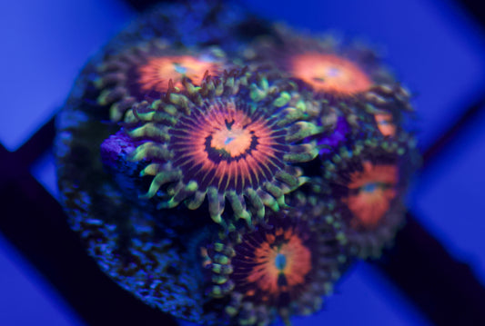 Plantilla de zoanthid