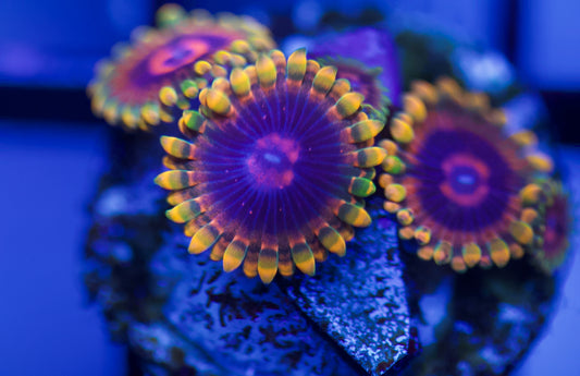 Jedi Mind Trick Zoa