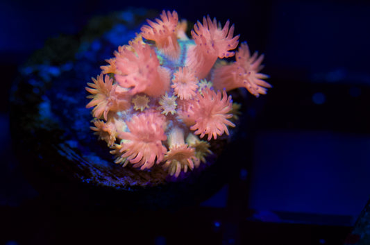 Orange Goniopora