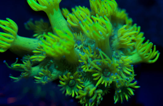 Highlighter Goniopora