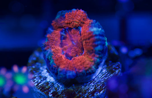 Red Acan