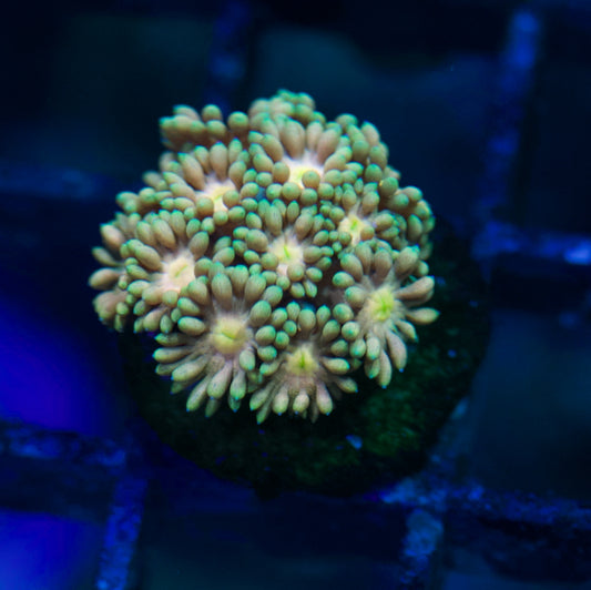 Gold/Yellow Goniopora