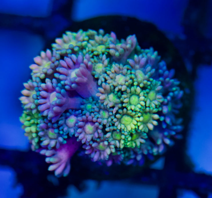 Pink and Yellow Goniopora