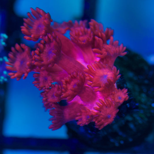 Red Goniopora