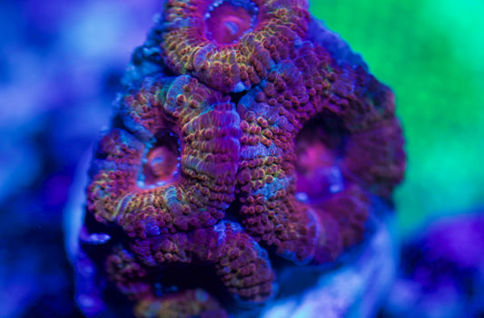 Rainbow Acan