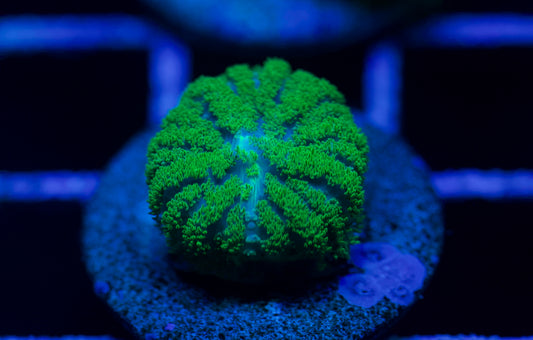 Bright Green Rhodactis