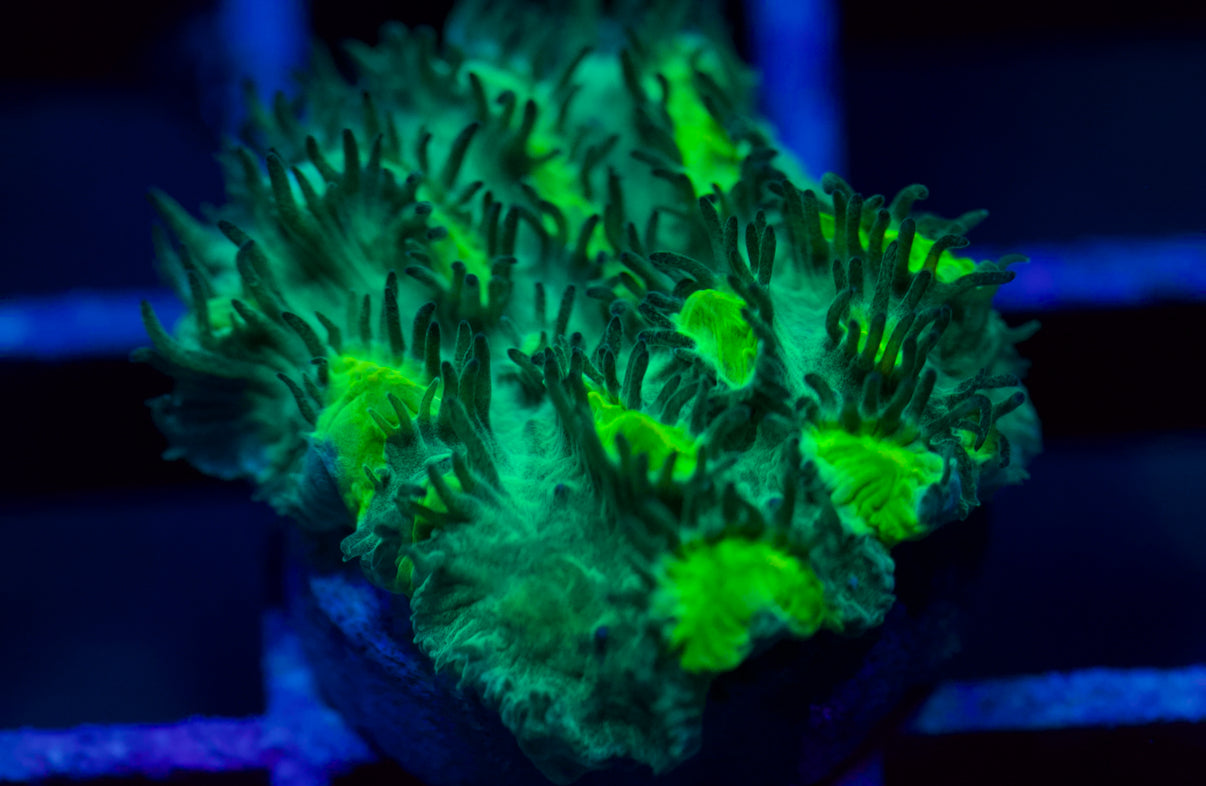 JF Lime Light Hydrnophora (Iluminador verde) 