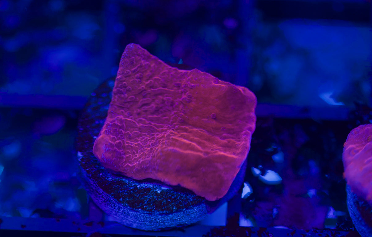 Red Montipora