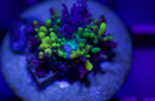 Magic Carpet Mushroom