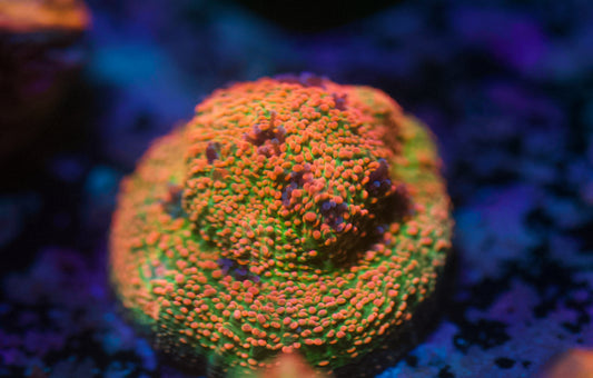 CCC Pink Spot Chalice