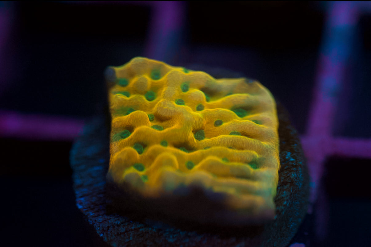 Beach Bum Montipora