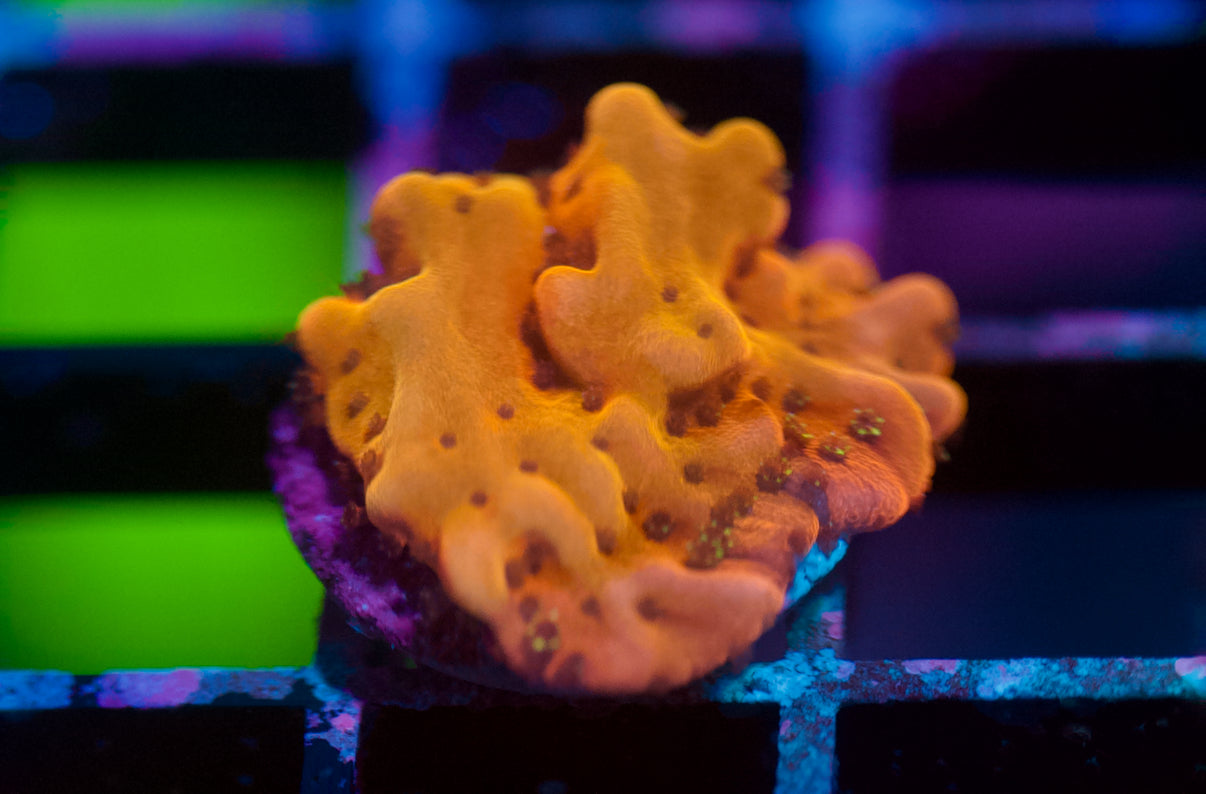Orange Montipora