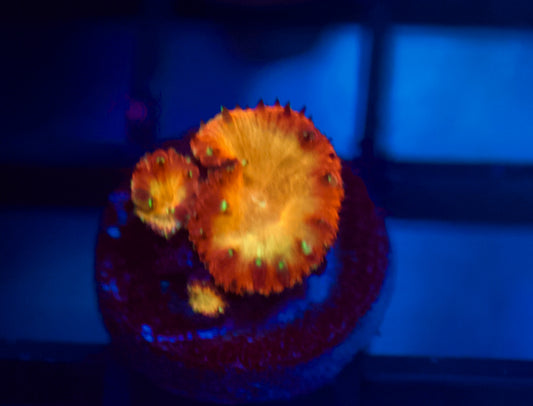 CCC Inferno Blasto