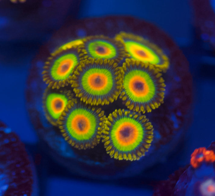 Rasta Zoa
