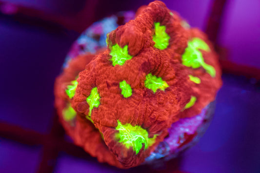 Favia, lodo radiactivo del CCC