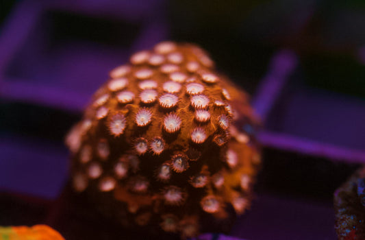 Strawberry Cyphastrea