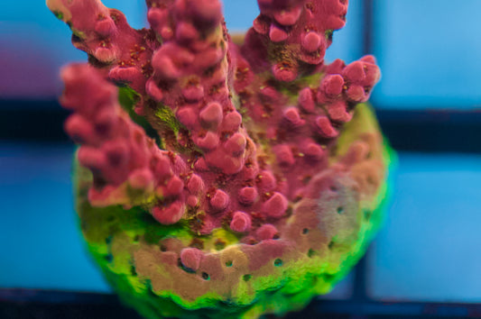 CCC Cielo de medianoche Acropora 