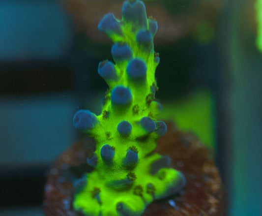 Miyagi Tort Acropora