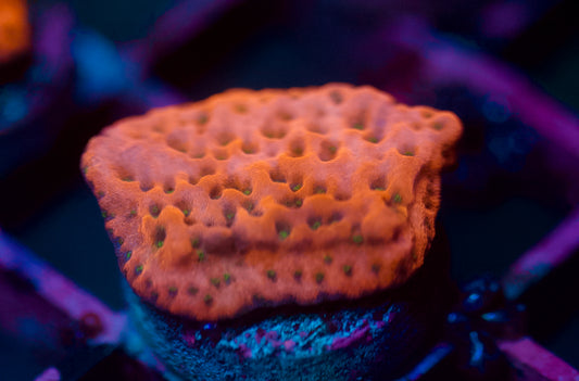 Tropical Thunder Montipora