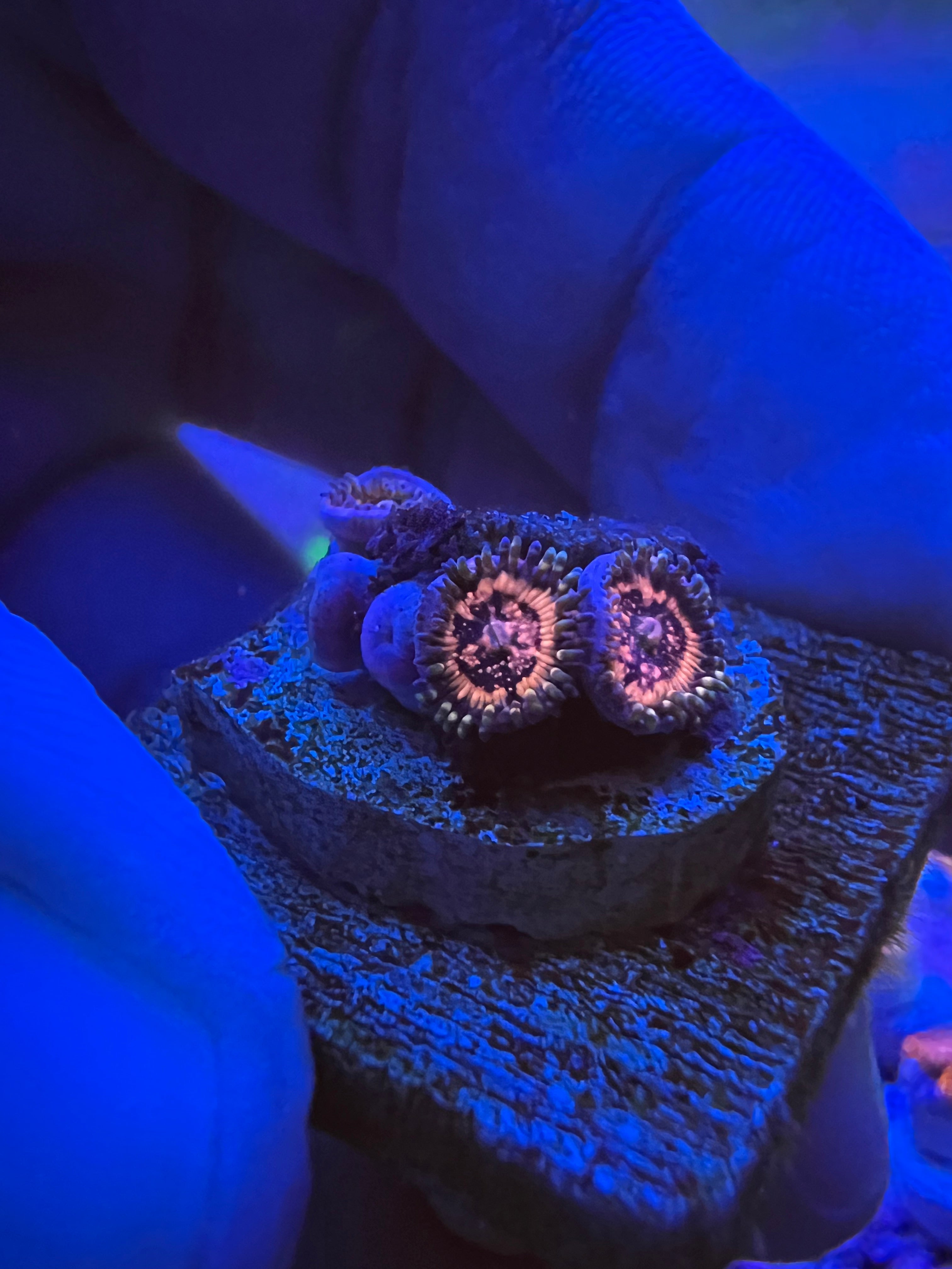 Pink Zipper Zoa Cali Coral Connect