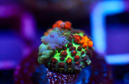 Hobbit Bounce Mushroom