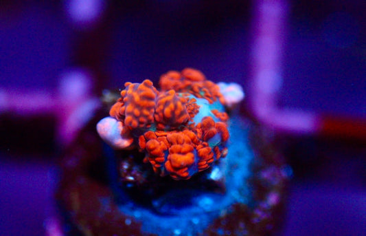 CCC Velvet Bounce Mushroom
