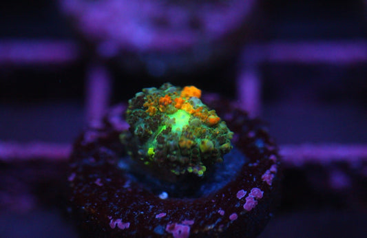 Powerball Bounce Mushroom
