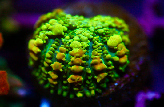 Yellow Bounce Mushroom