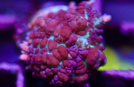 Juggernaut Mushroom
