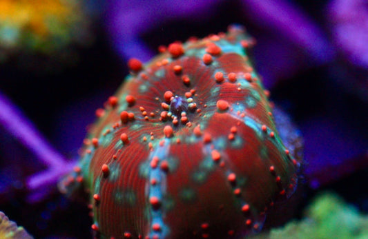 Dragon Lady Bounce Mushroom