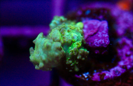 Green Bounce Mushroom