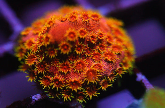Firewalker Cyphastrea