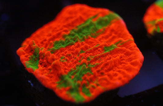 Grafted Montipora