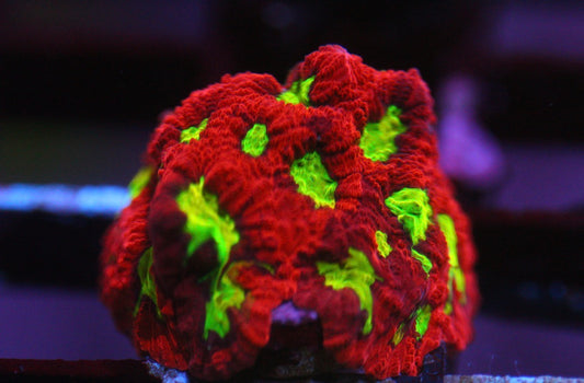 CCC Radioactive Ooze Favia