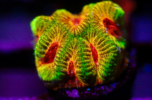 Fascination Favia