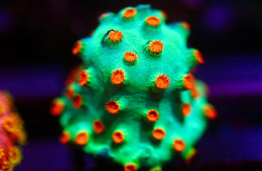 Meteor Shower Cyphastrea
