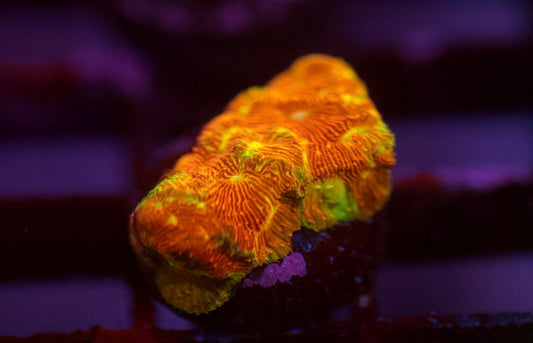 Jack O' Lantern Leptoseris