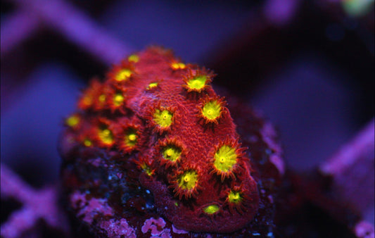 Bling Bling Cyphastrea