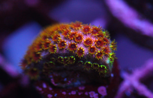 Skittlez Bomb Cyphastrea