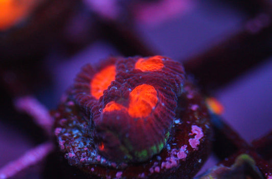 Red Eye Favia