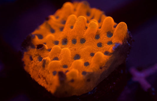 Orange Montipora