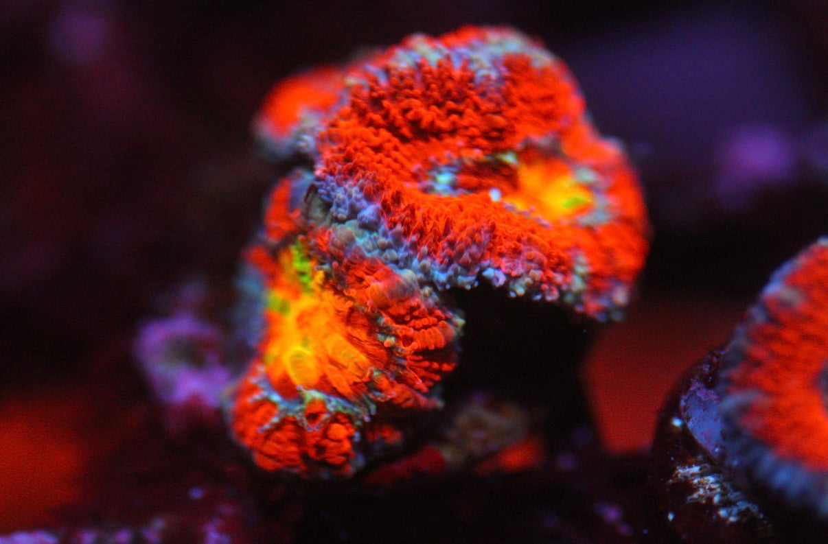 Rainbow Acan