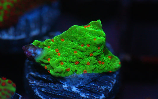 Seasons Greeting Montipora
