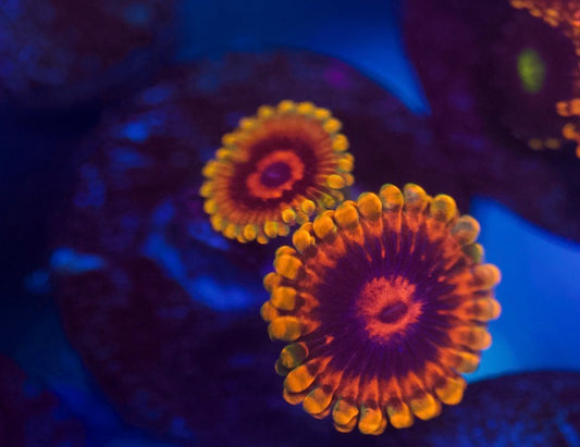 Jedi Mind Trick Zoa