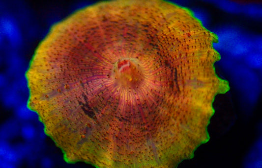 Yellow Neglectus Mushromo