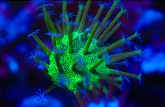 Long Polyp Leather