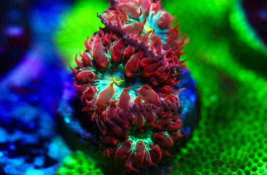 Pink Blasto