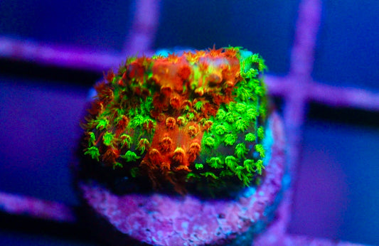 WWC Two Face Stylocoeniella