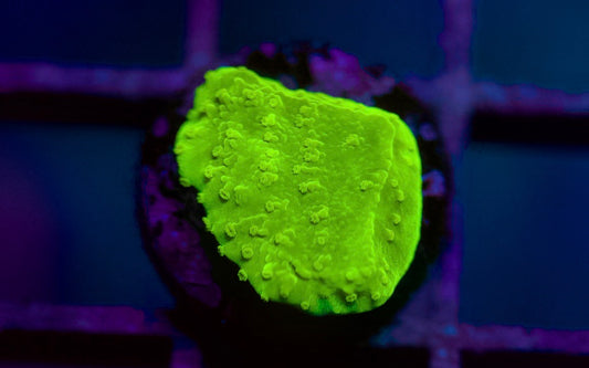 Green Montipora
