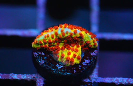 Burning Banana Stylocoeniella